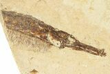 Plate of Fossil Pipefish (Syngnathus) - California #274982-2